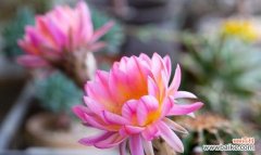 仙人球花语是什么？仙人掌类植物的花语有哪些？