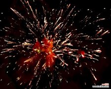 烟花的花语是什么？它如何传达情感？