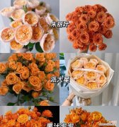 橘色玫瑰有几种不同的花语？