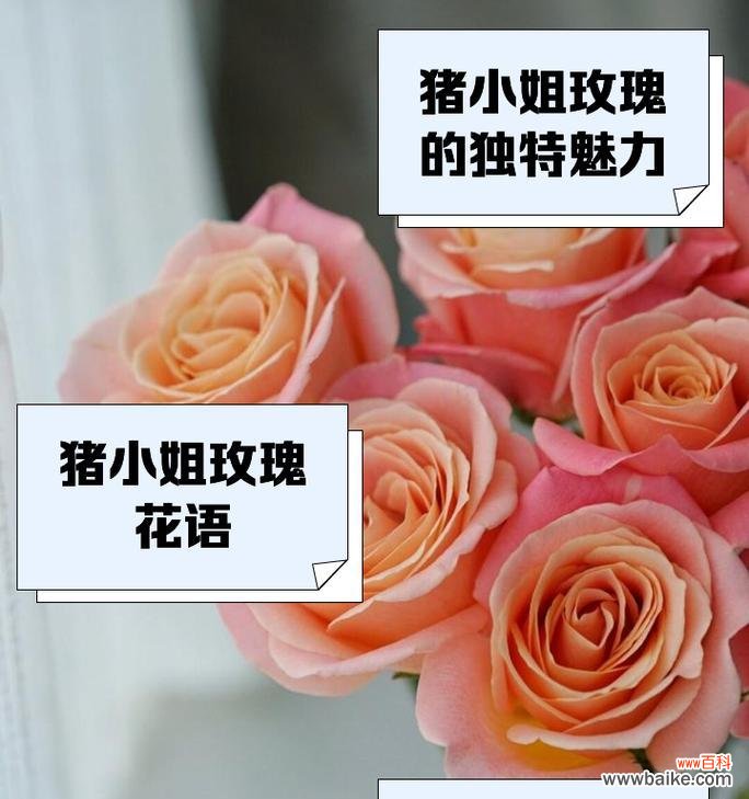 橘色玫瑰有几种不同的花语？