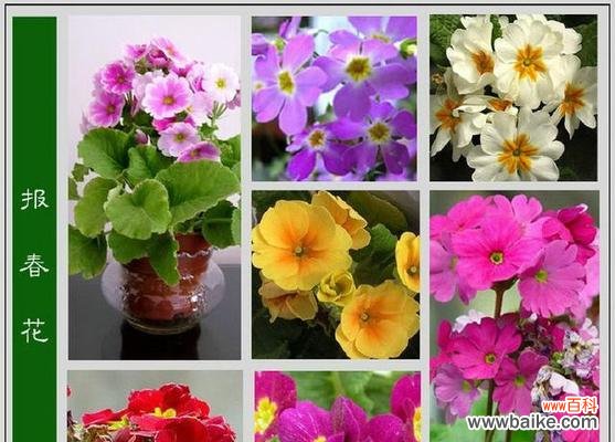 紫兰的花名和花语是什么?紫兰代表了哪些品质?