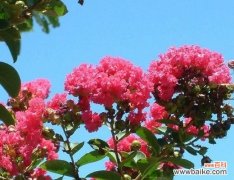 紫兰的花名和花语是什么？紫兰代表了哪些品质？