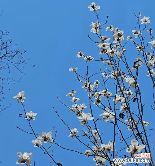 道具玉兰的花语代表了什么？它有何特别的寓意？