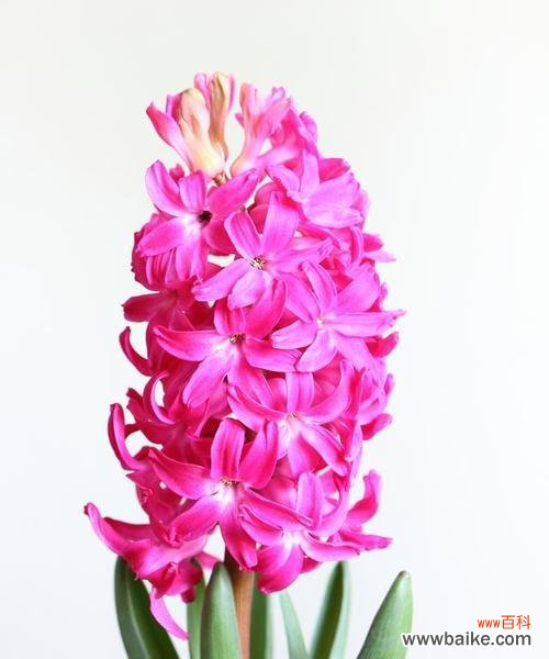 白色风信子的花语暗示了什么？