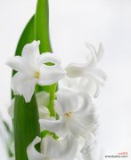 白色风信子的花语暗示了什么？