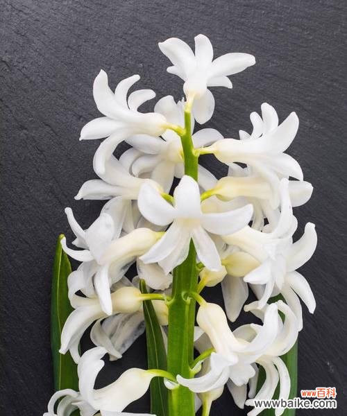 白色风信子的花语暗示了什么？