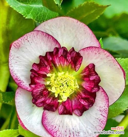 铁筷子的花语含义和象征有何特别之处？