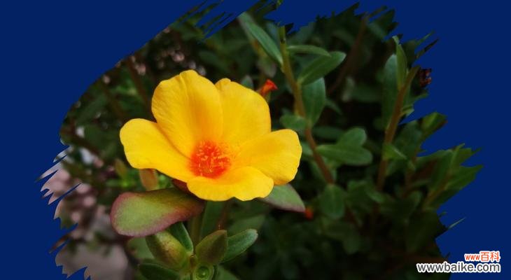 马蜂菜花语有哪些含义?