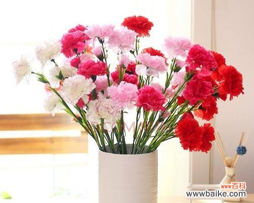 用一支康乃馨诠释真挚的情感，传递美好的祝福 康乃馨