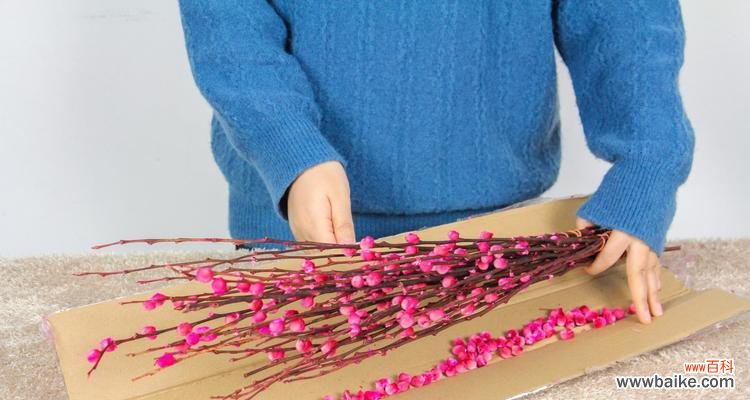 解读银柳的情感和象征 银柳的花语与寓意