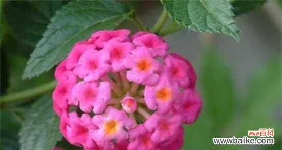 揭示依米花的神秘意义 以依米花象征着什么