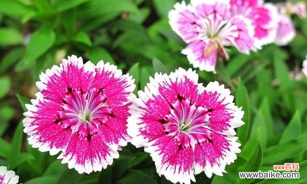 探寻樱花草的浪漫之旅 樱花草的花语及其美丽含义