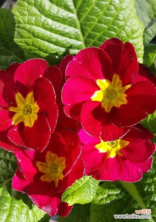 探寻樱花草的浪漫之旅 樱花草的花语及其美丽含义