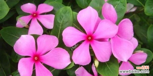 探寻樱花草的花语,体味自然的温柔与坚强 樱花草的花语及其美丽的寓意