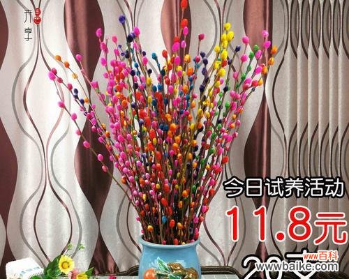 探寻银柳花的美丽与深意 银柳花的意义和象征