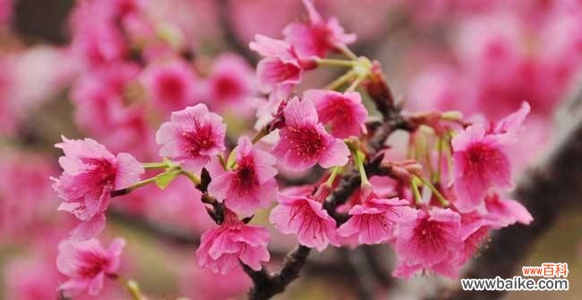 樱花的美丽与神秘,探寻花语与传说的深意 樱花的花语与传说