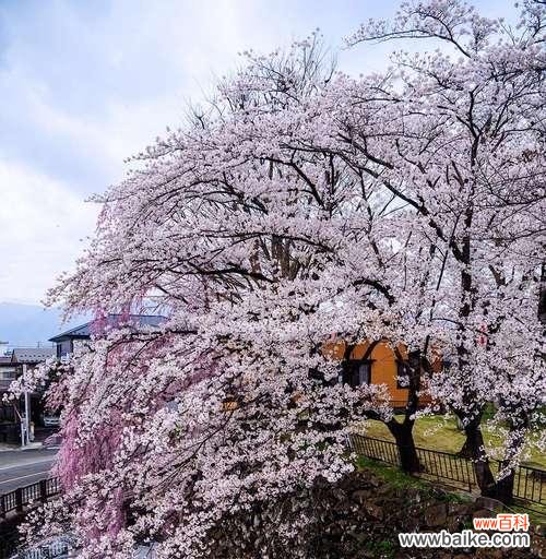 唤醒心灵的温柔精神 樱花的寓意