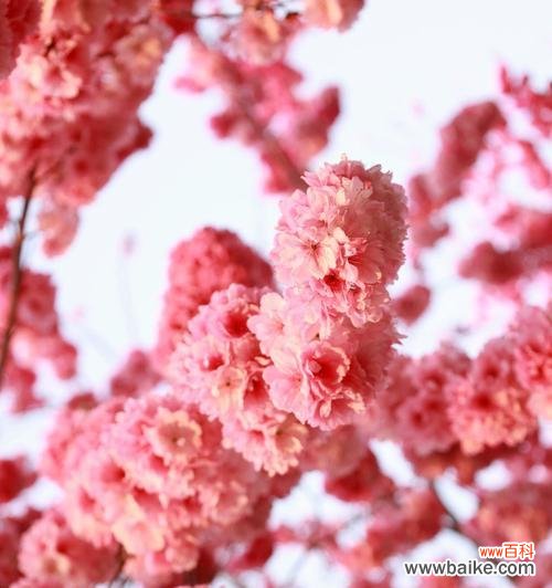 唤醒心灵的温柔精神 樱花的寓意