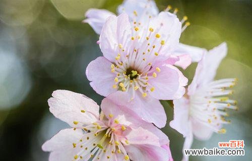 唤醒心灵的温柔精神 樱花的寓意