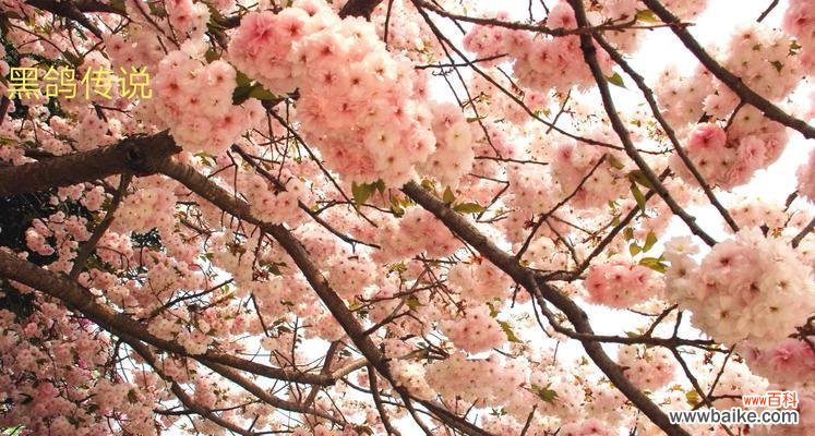 樱花之美，源自传说 樱花的三个传说意义
