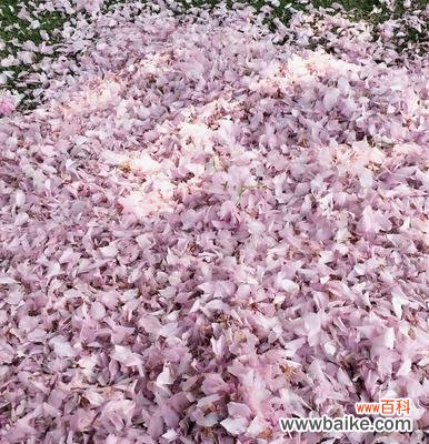 樱花之美，源自传说 樱花的三个传说意义