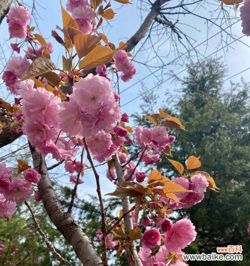 樱花之美，源自传说 樱花的三个传说意义