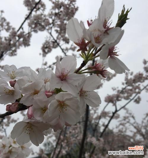 探寻樱花的美与寓意 樱花的花语与意义