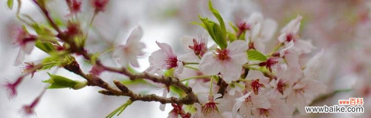 探寻樱花花语的深层含义 樱花花语,传递爱与美的语言