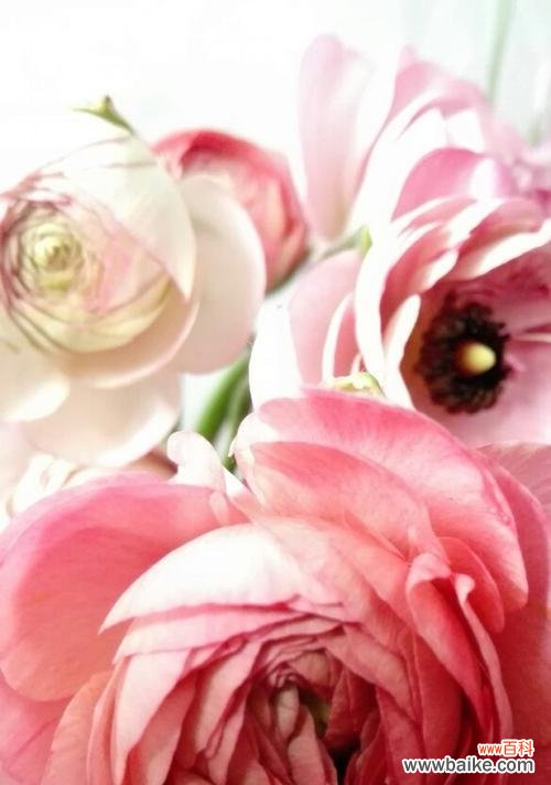 洋牡丹的花语及相关寓意解析 洋牡丹的花语与寓意