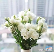 解读洋桔梗的象征意义 洋桔梗的寓意及象征意义