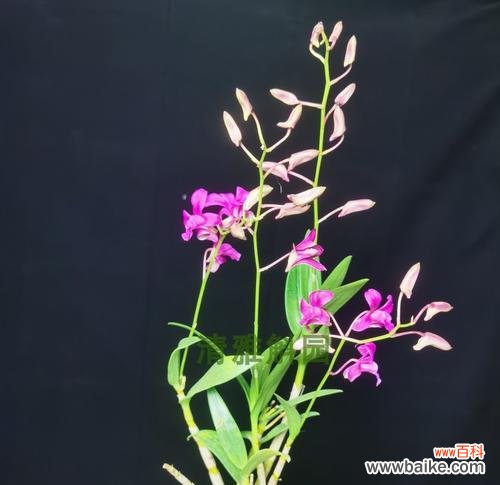 洋兰花的寓意与品种分类 洋兰花