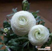 传递美丽与繁荣的象征—洋牡丹花语的深层含义 洋牡丹的花语及其意义解析