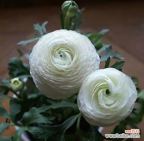 传递美丽与繁荣的象征—洋牡丹花语的深层含义 洋牡丹的花语及其意义解析