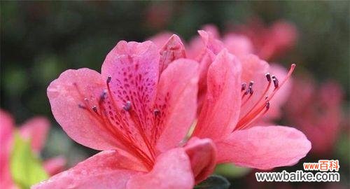 用养杜鹃花体验生活的美好 养杜鹃花的寓意与意义