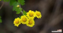 了解野菊花的秘密 野菊花花语揭示的内涵