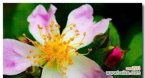 探寻野蔷薇背后的深刻寓意 野蔷薇的花语与意义