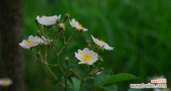 野蔷薇的悲壮坚韧 野蔷薇花语与人生哲理