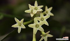 探寻夜来香的美与内涵 夜来香的花语及其象征意义