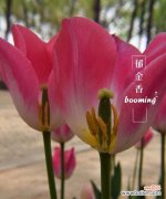 探寻郁金香花语中的纯洁与忠诚 野生郁金香花语贞操