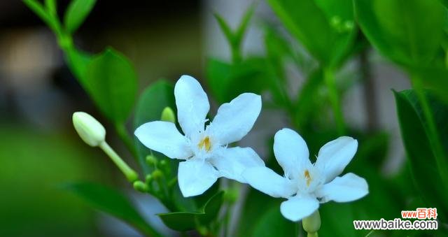 揭秘夜来香花语的历史与神秘 夜来香的传说与花语之谜