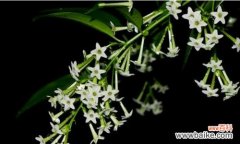 揭示以夜来香花语的浪漫之美 以夜来香花语的含义与传承