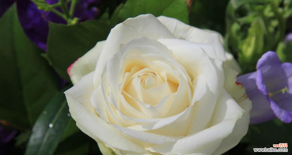 探寻白玫瑰的浪漫与纯洁 白玫瑰的象征意义