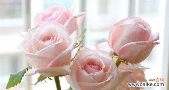 浪漫 一朵粉玫瑰的寓意与象征