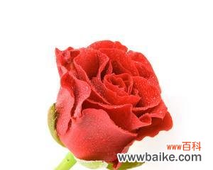 揭开玫瑰的心灵密码 一朵红玫瑰的寓意与象征