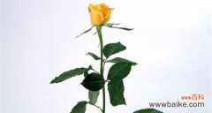 用一朵黄玫瑰传递的情感和寓意 黄玫瑰的象征意义