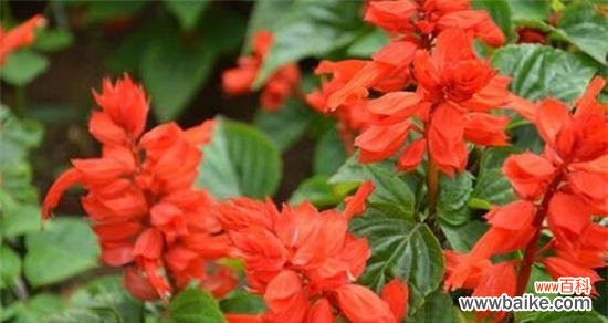 用红花传达心意 红花的花语与含义——爱情、幸福与希望