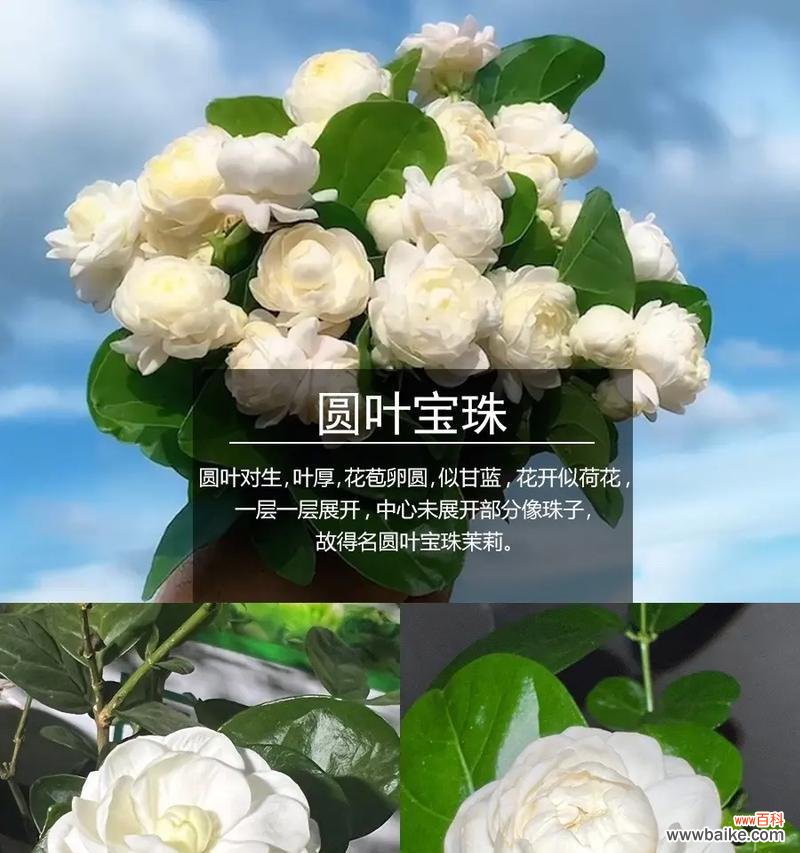 生日茉莉花的花语寓意是什么？