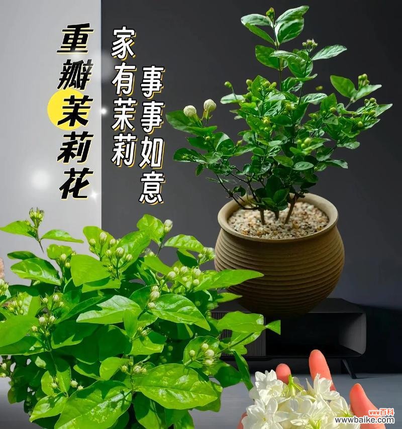 生日茉莉花的花语寓意是什么？