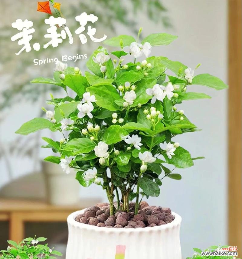 生日茉莉花的花语寓意是什么？