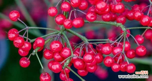 豆豆球花语代表了什么？